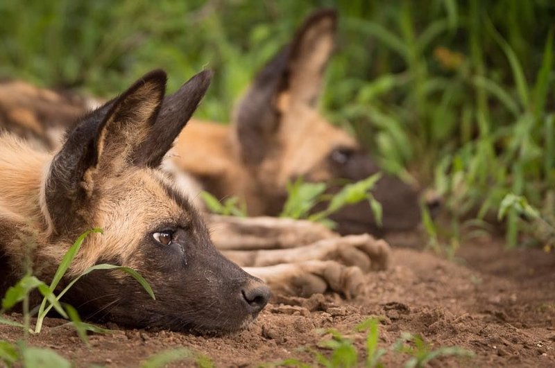 mosetlha wild dog