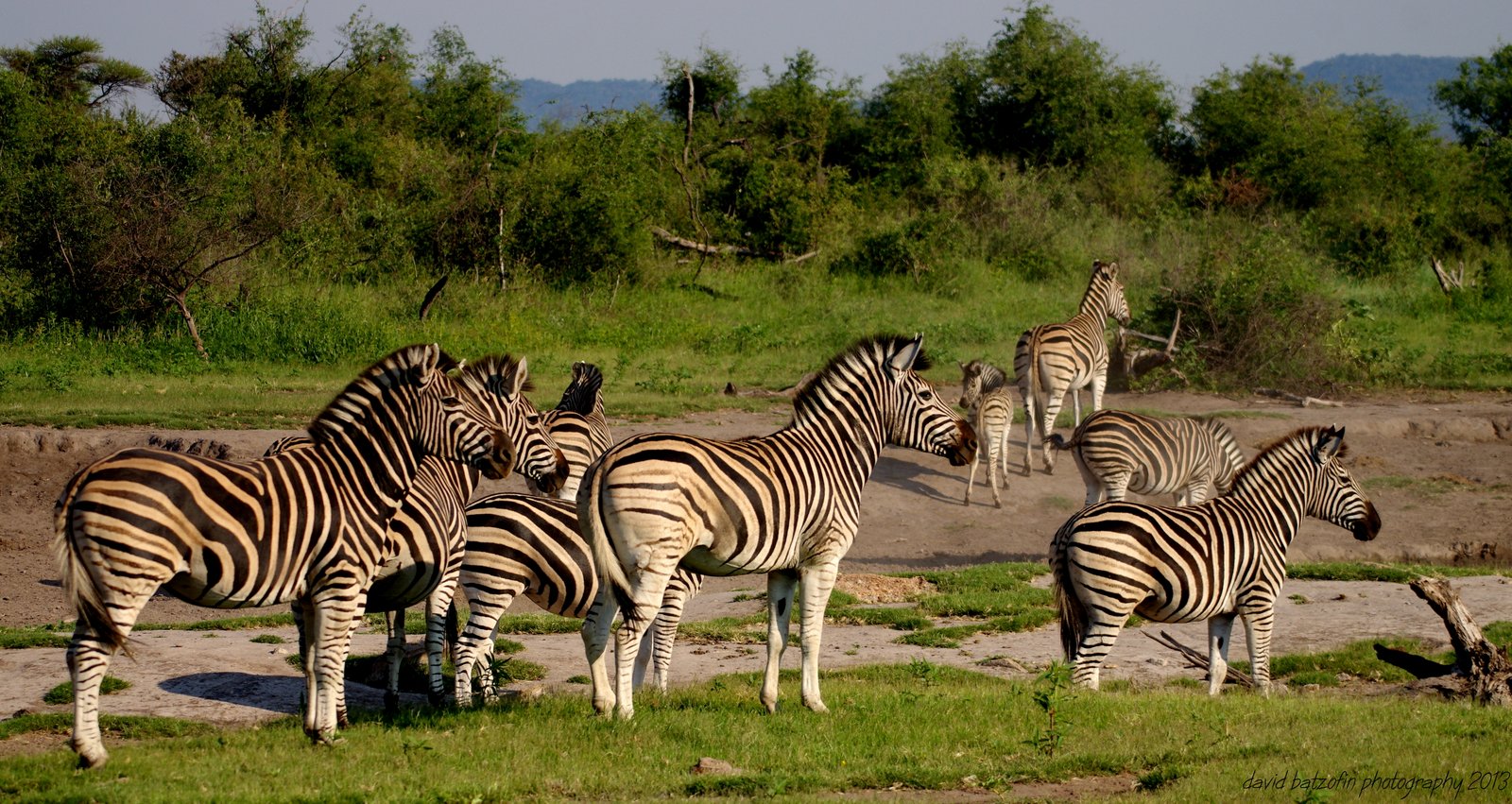 zebras in mosetlha