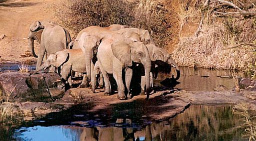 Makanyane Safari lodge - Madikwe Game Reserve - Sabi Sands Lodges Reservations - Malaria Free Safari 77 ELEPHANTS IN MAKANYANE