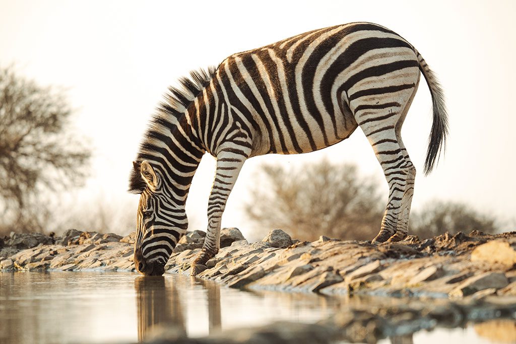 LastWordMadikweWaterhole10