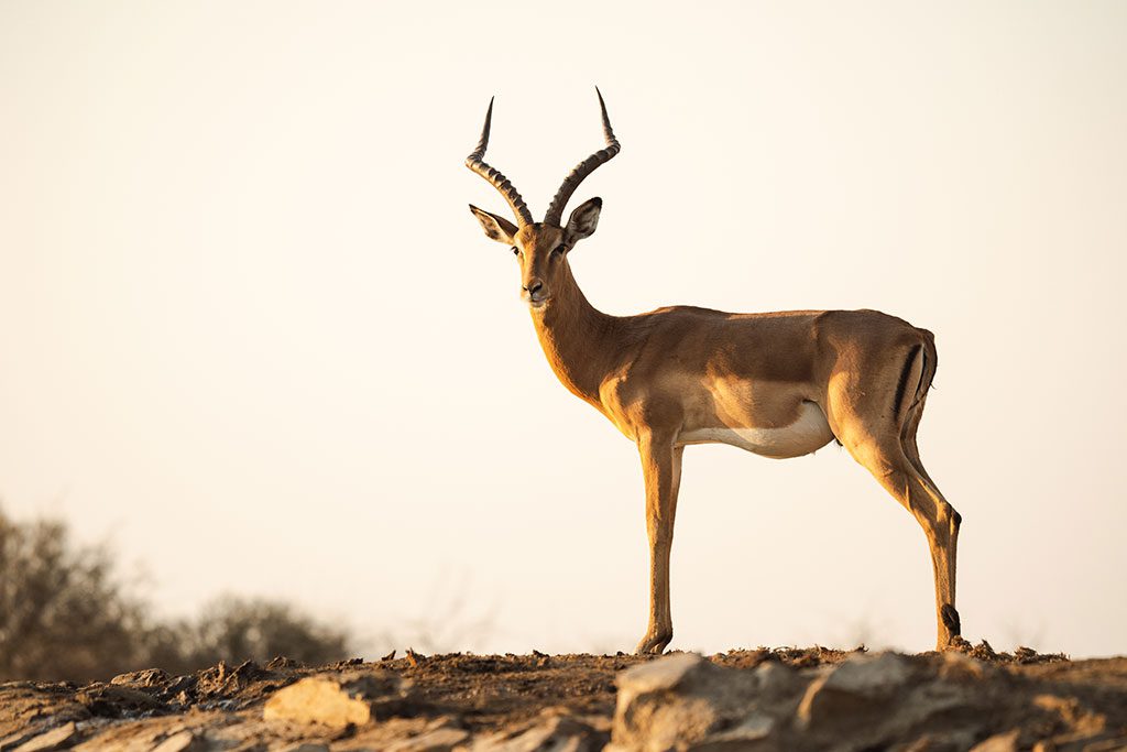 LastWordMadikweWaterhole12
