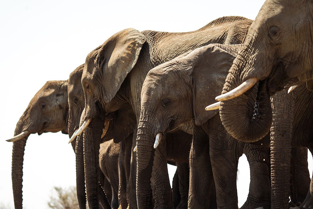 LastWordMadikweWaterhole26