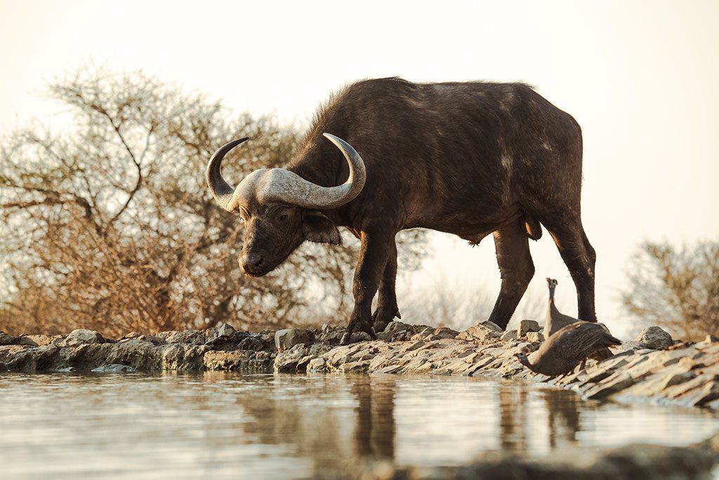 LastWordMadikweWaterhole7
