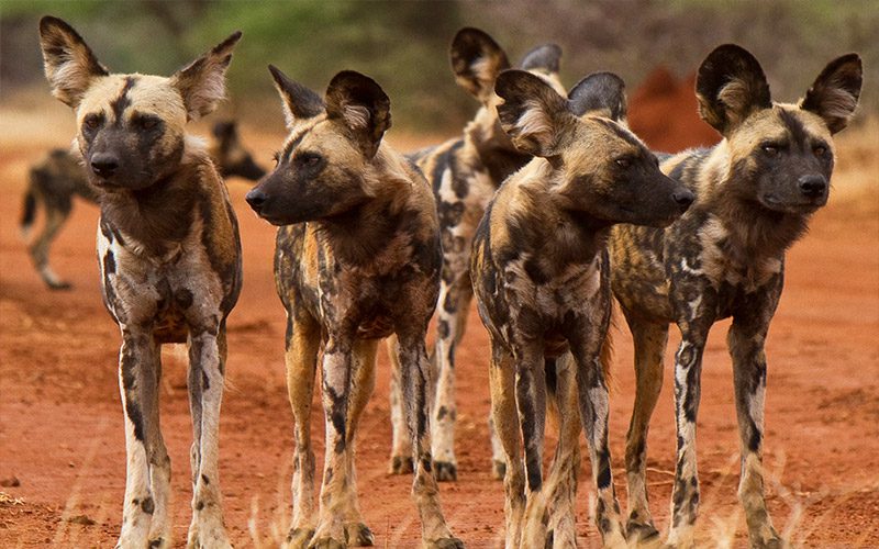 Makanyane Safari lodge - Madikwe Game Reserve - Sabi Sands Lodges Reservations - Malaria Free Safari 78 MAKANYANE WILDDOGS