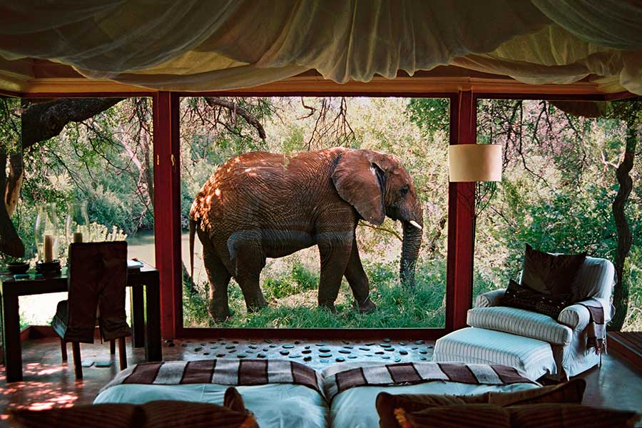 Makanyane Safari lodge - Madikwe Game Reserve - Sabi Sands Lodges Reservations - Malaria Free Safari 75 bedroom view MAKANYANE