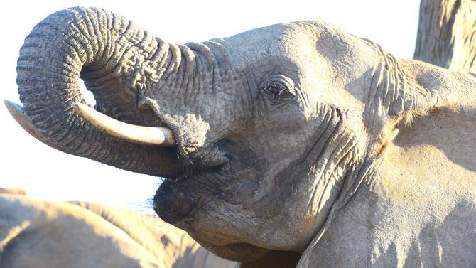 Makanyane Safari lodge - Madikwe Game Reserve - Sabi Sands Lodges Reservations - Malaria Free Safari 79 elephants at hide top makanyane