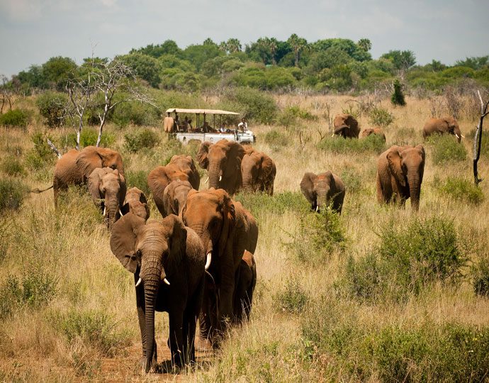 Makanyane Safari lodge - Madikwe Game Reserve - Sabi Sands Lodges Reservations - Malaria Free Safari 72 makanyane game drive nd elephants