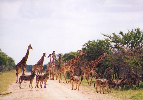 Makanyane Safari lodge - Madikwe Game Reserve - Sabi Sands Lodges Reservations - Malaria Free Safari 76 makanyane giraffes nd zebras