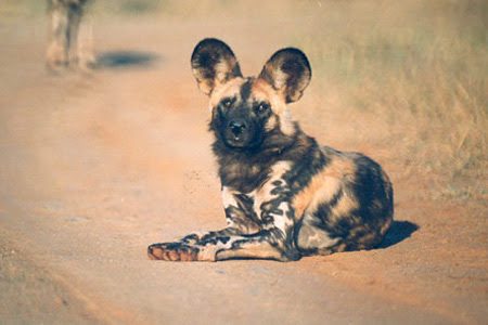 Makanyane Safari lodge - Madikwe Game Reserve - Sabi Sands Lodges Reservations - Malaria Free Safari 73 makanyane wild dog