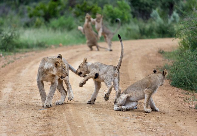 9 Day Self Drive Cape Town, Garden Route & Malaria Free Safari - South Africa 122 royal madikwe lions