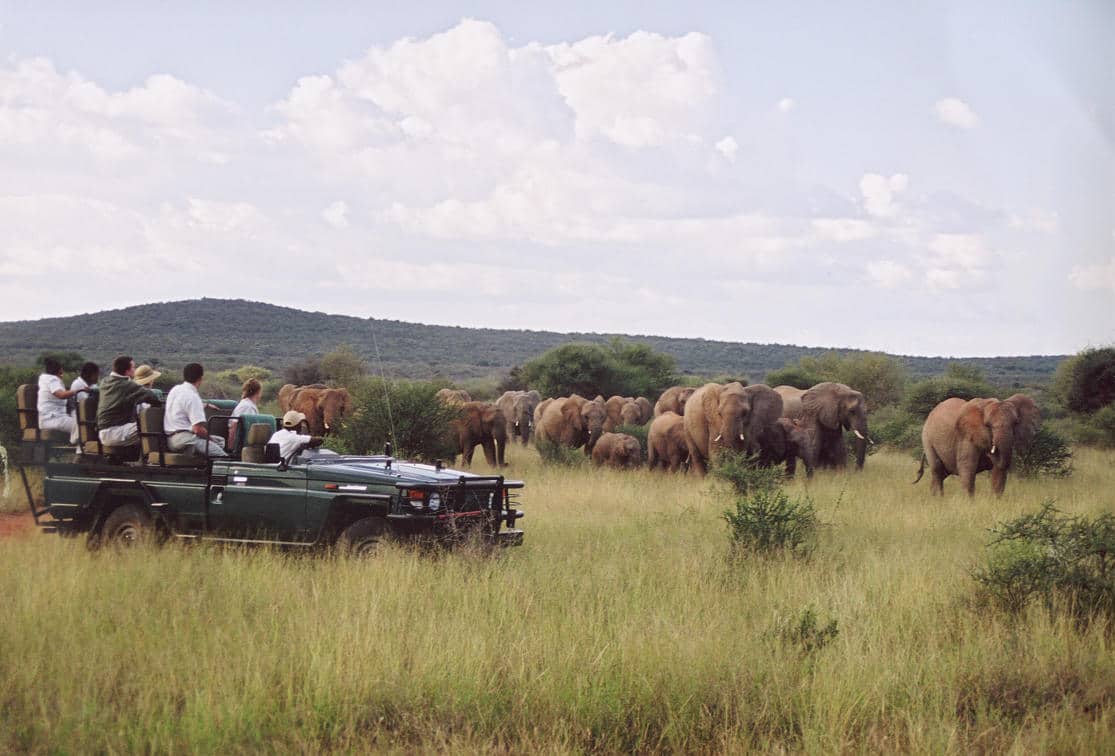 Makanyane Safari lodge - Madikwe Game Reserve - Sabi Sands Lodges Reservations - Malaria Free Safari 74 sanctuary makanyane safari lodge game drive