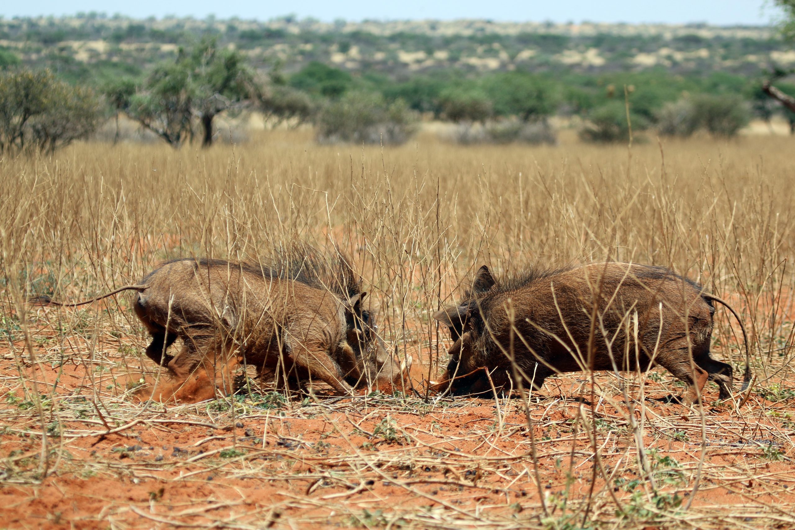 Warthogs (Phacochoerus africanus) young males fighting in tswalu