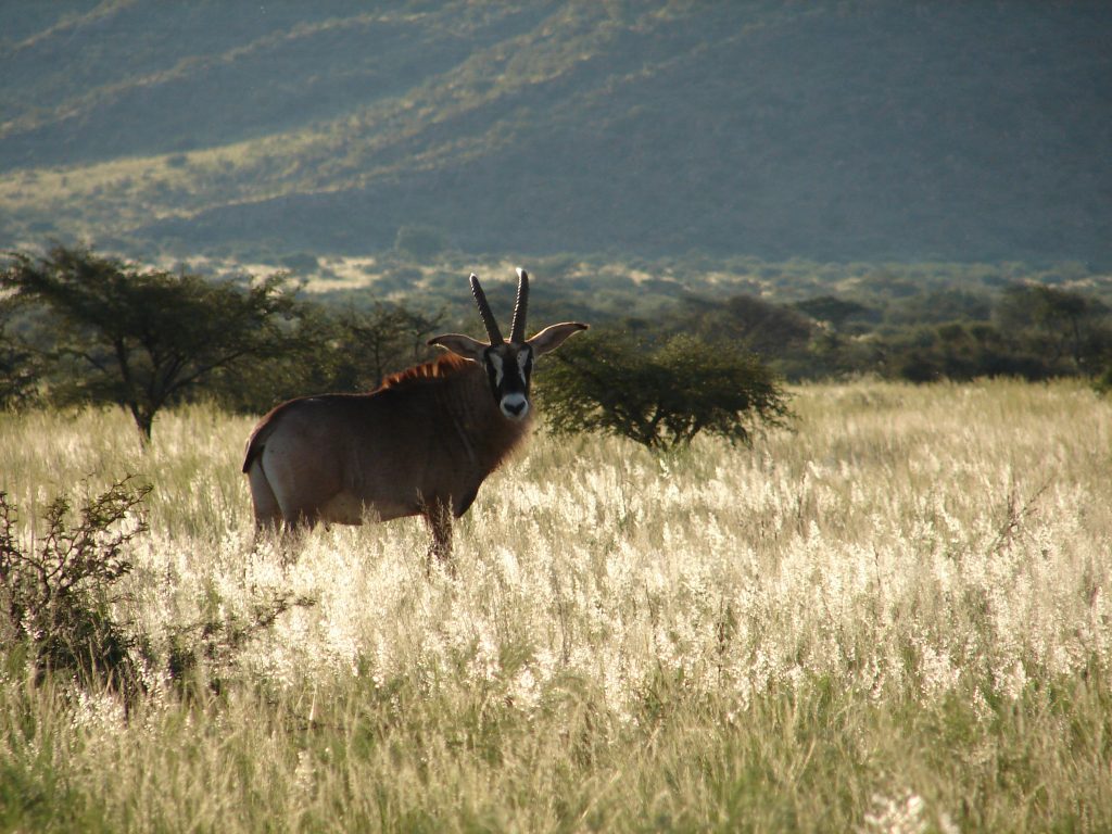tswalu animal