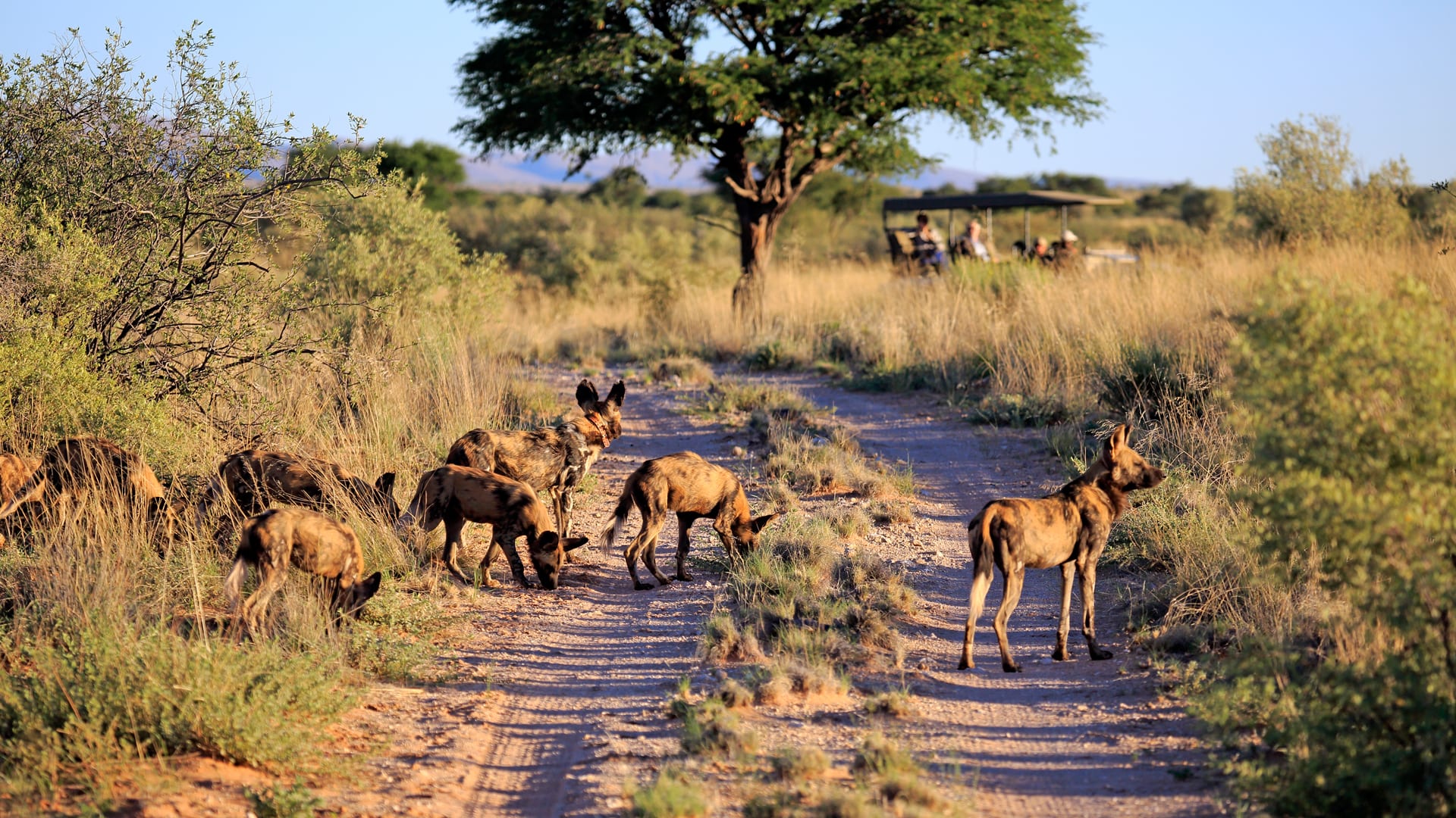 tswalu game drive wild dog