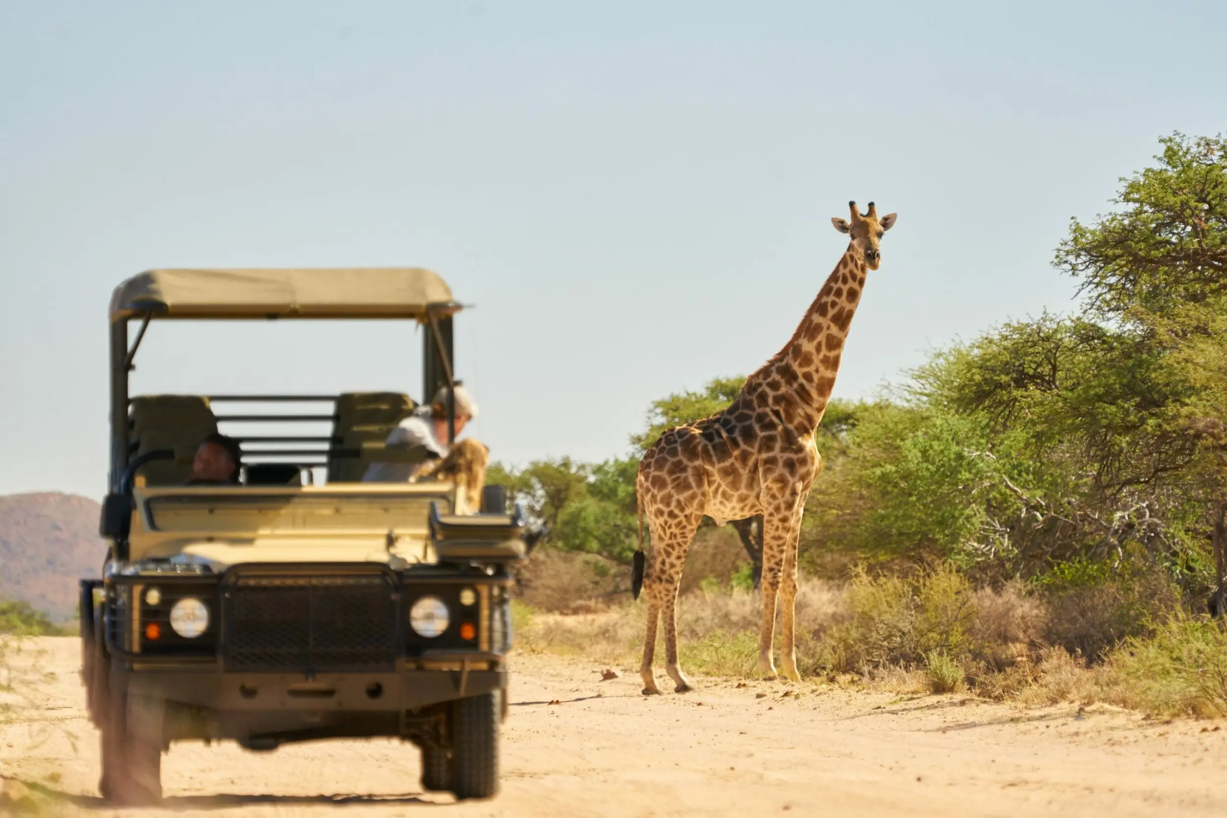 tswalu giraffe