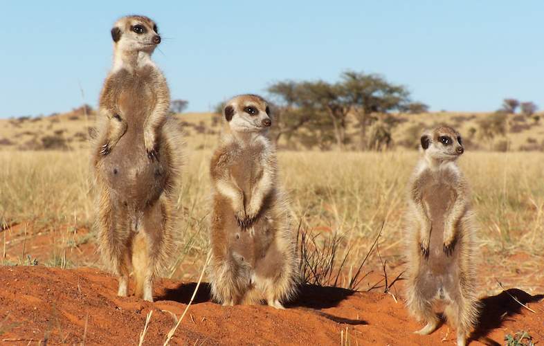 tswalu kalahari reserve meerkats
