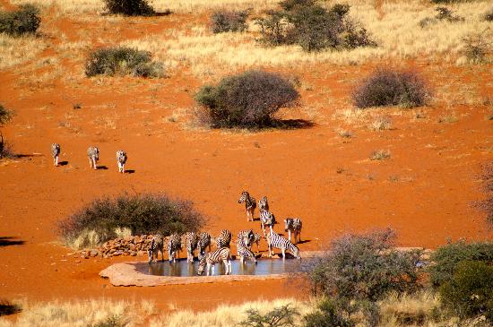 tswalu kalahari reserve zebras drinking water from the waterhole