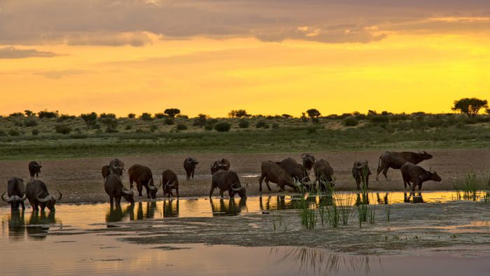 tswalu kalahari landscape