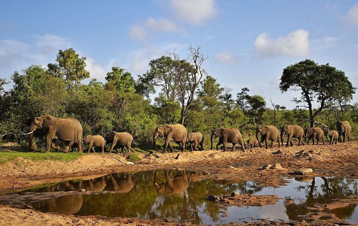2026 Sabi Sands Special Offers - Sabi Sands Lodges Reservations 12 simbavati camp george wildlife 2