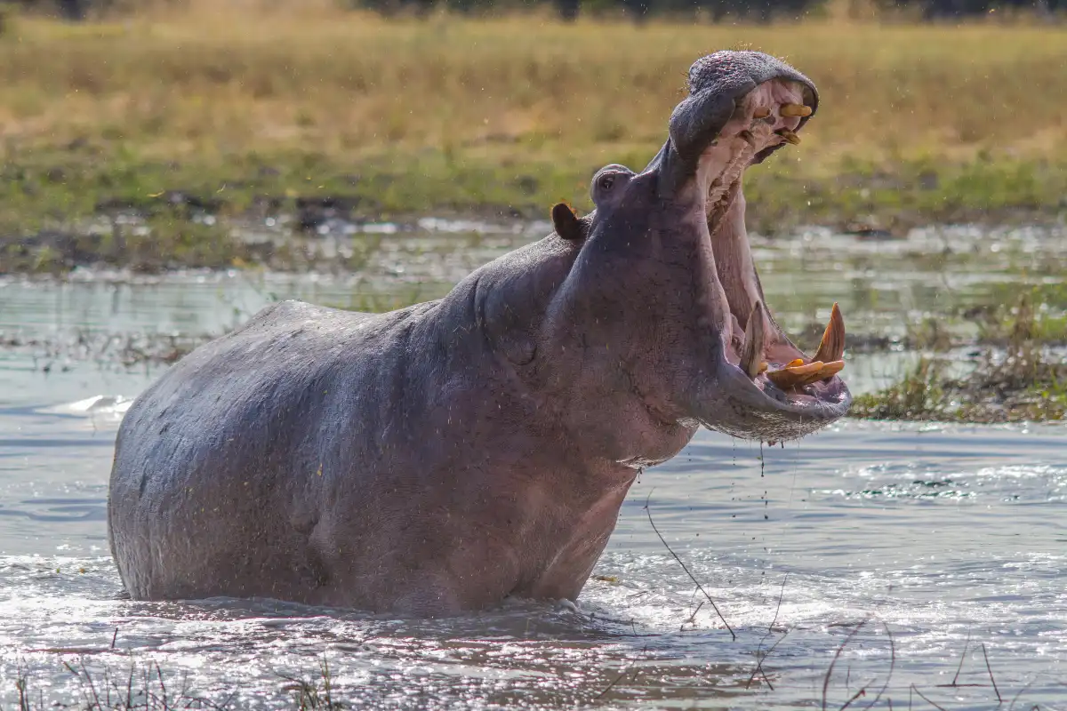Aquila Private Game Reserve - Sabi Sands Lodges Reservations 78 aquila private game reserve wildlife 2