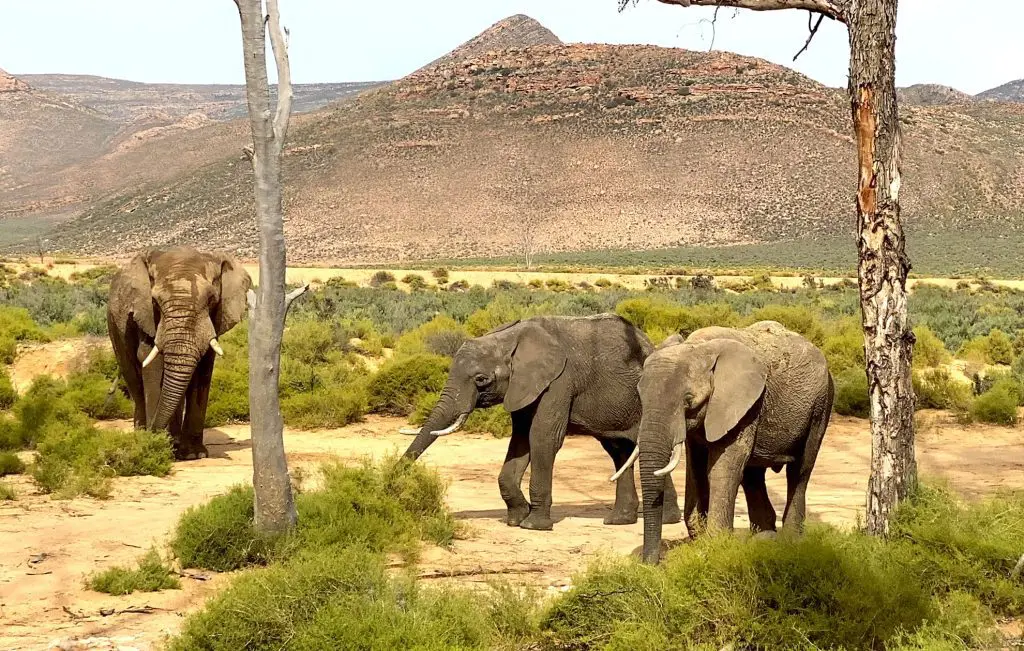 Aquila Private Game Reserve - Sabi Sands Lodges Reservations 75 aquila private game reserve wildlife 5