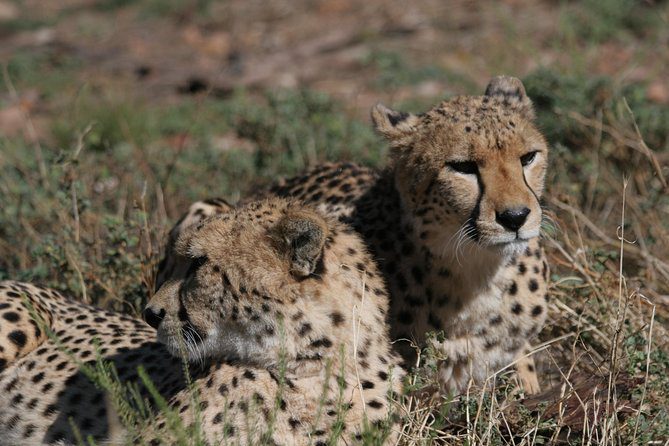 Aquila Private Game Reserve - Sabi Sands Lodges Reservations 73 aquila private game reserve wildlife 7