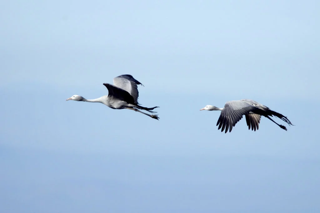 What You'll Really See on a Sabi Sand Game Drive 53 blue cranes at samara karoo reserve sabi sands