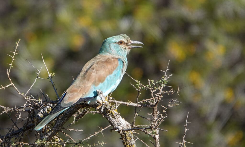 What You'll Really See on a Sabi Sand Game Drive 54 european roller at samara karoo reserve sabi sands