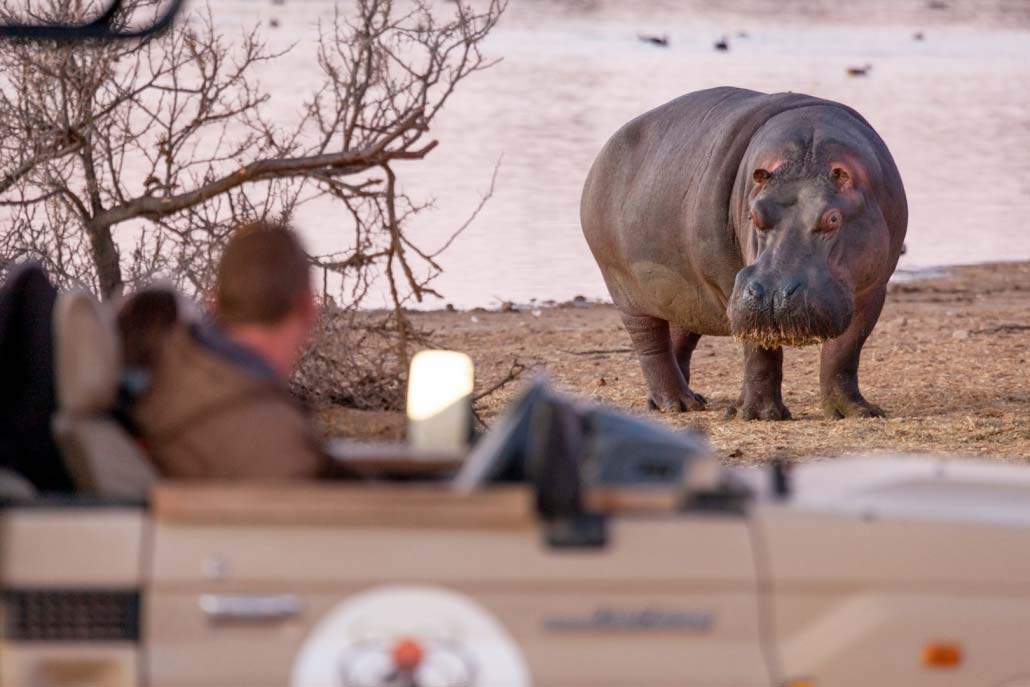 What You'll Really See on a Sabi Sand Game Drive 52 inverdoorn private game reserve sabi sands wildlife 9