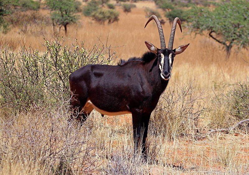 safarihoek lodge wildlife sabi sands 3