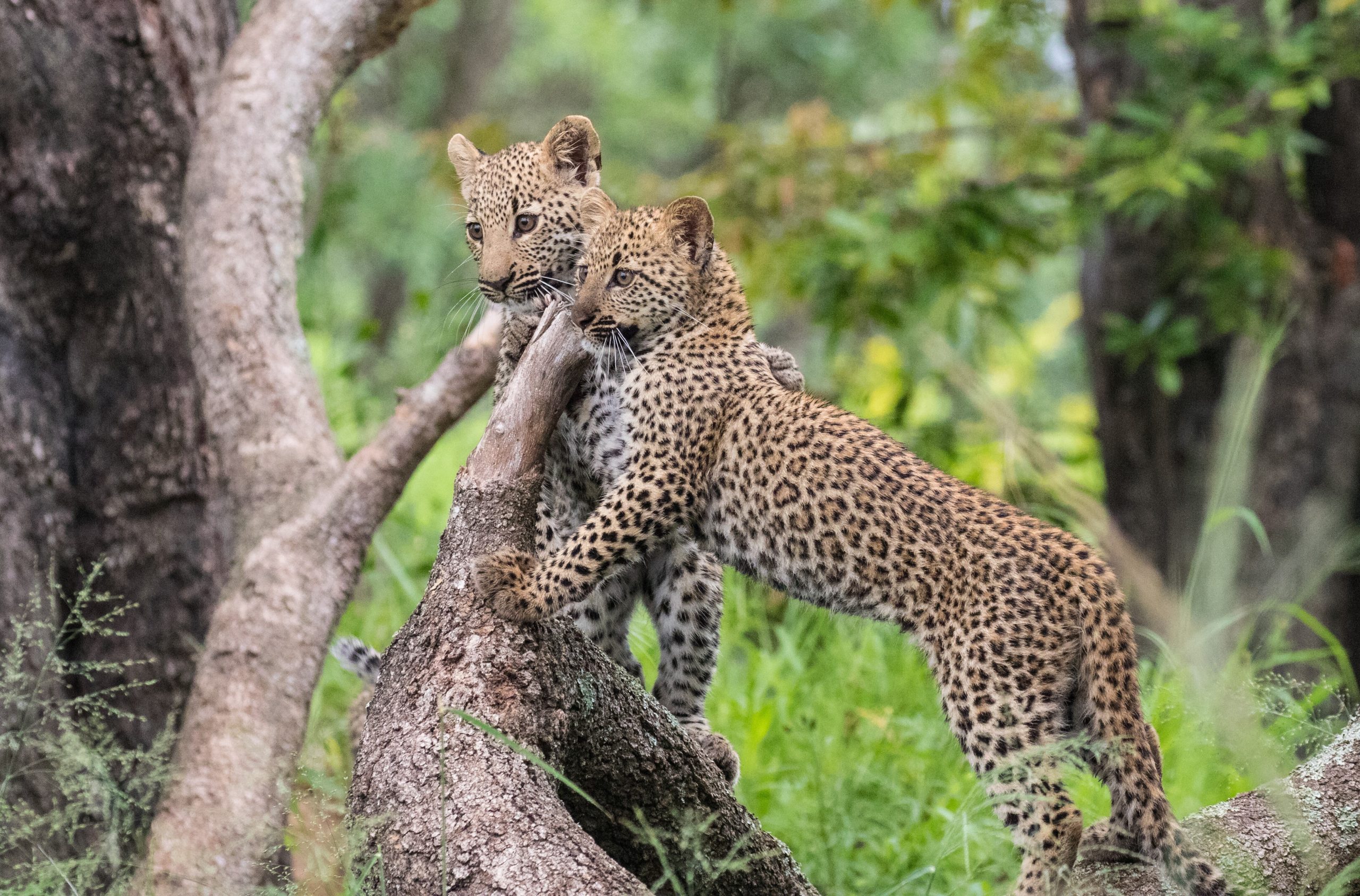 What You'll Really See on a Sabi Sand Game Drive 36 leopard cubs kruger sabi sand