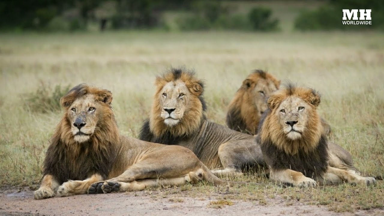 What You'll Really See on a Sabi Sand Game Drive 35 majingilane lions sabi sand