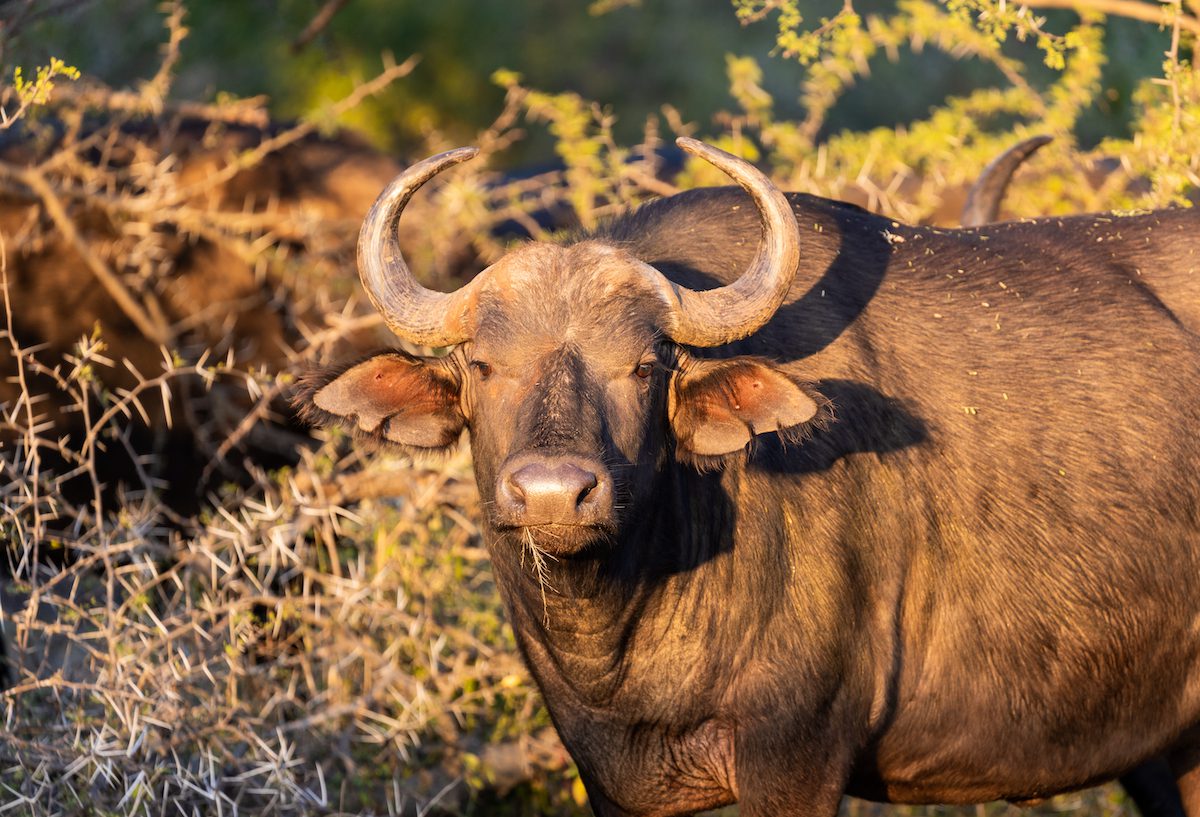 buffalo pilanesberg national park