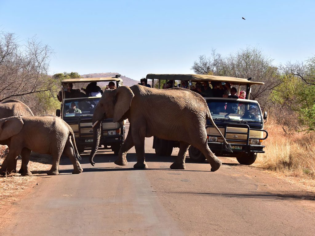 pilanesberg elephants game drive