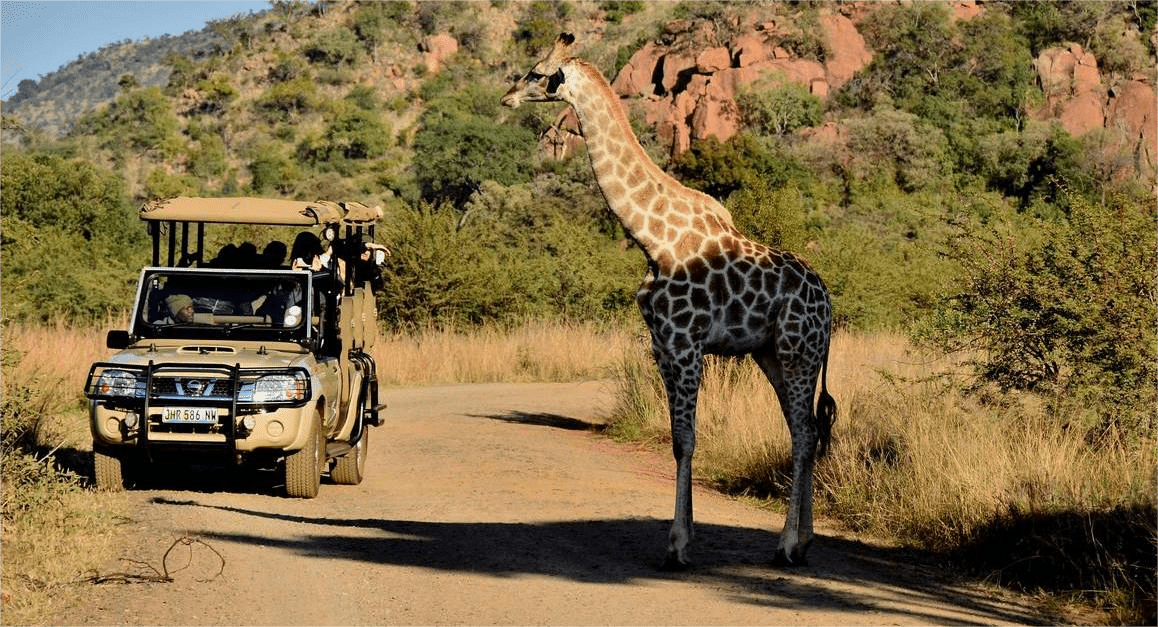 pilanesberg giraffe game drive