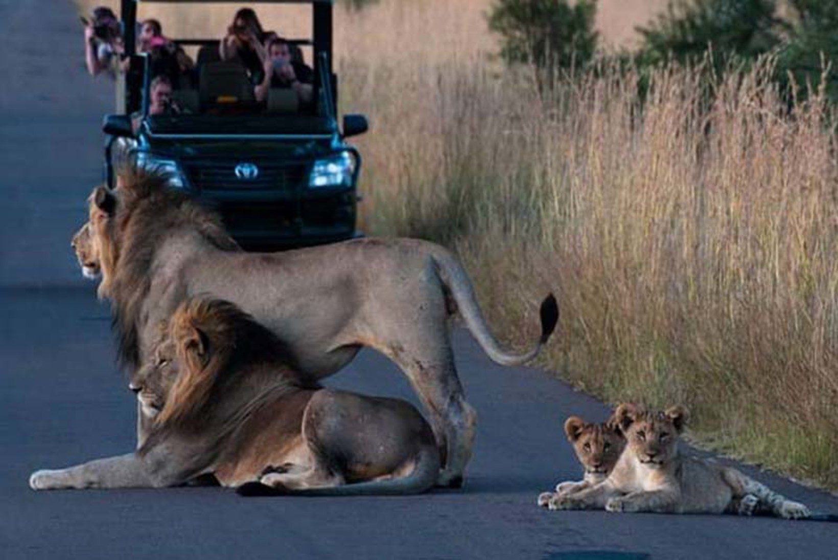 pilanesberg sunset drive lions safari vehicle cubs