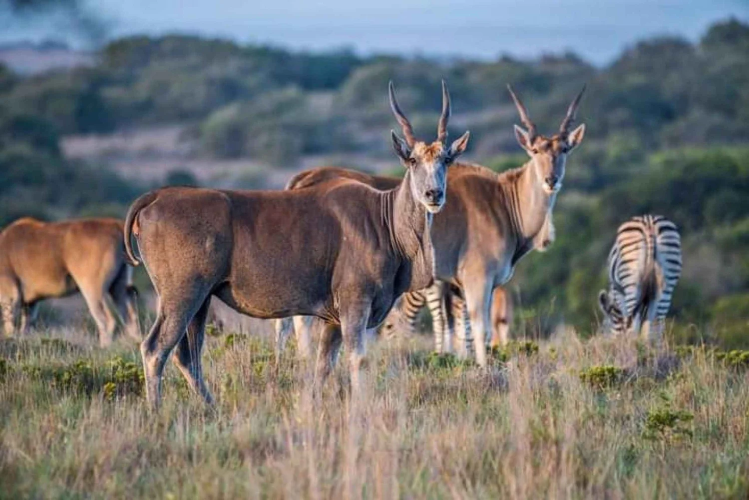wildlife pilanesberg game drive