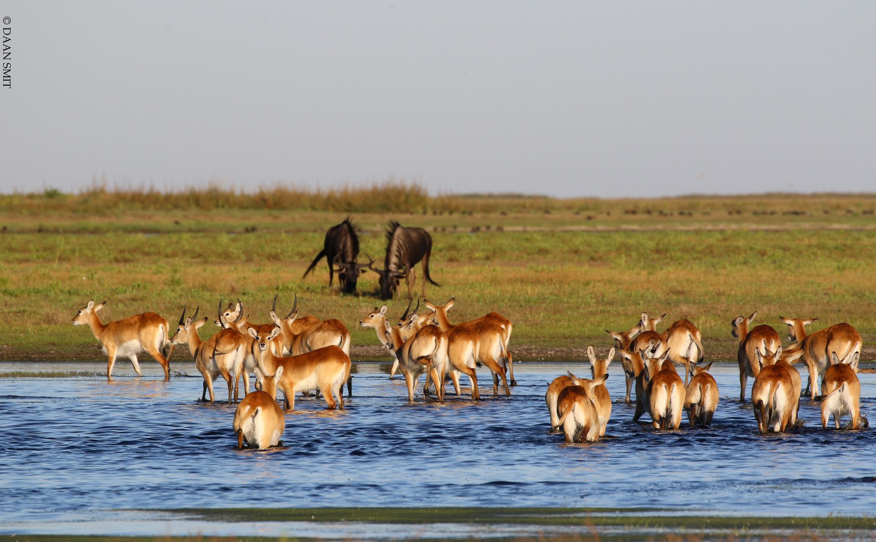 12 Day African Luxury Safari - Luxurious Zambia & Madagascar - South Africa 74 Biodiversity Conservation in Liuwa National Park Zambia © Daan Smit 68 1 king lewankika