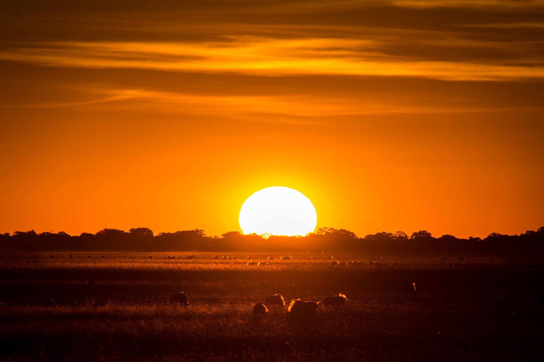 12 Day African Luxury Safari - Luxurious Zambia & Madagascar - South Africa 75 Biodiversity Conservation in Liuwa National Park Zambia © Gerben van der Waals 18 king lewanika