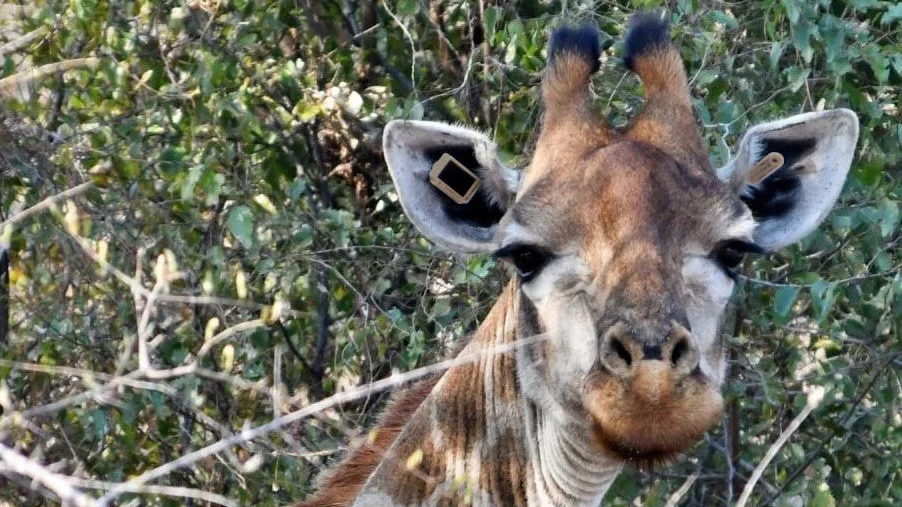 Kruger Wildlife Tracking Goes Solar 4 Ceres Wild new tracker edited