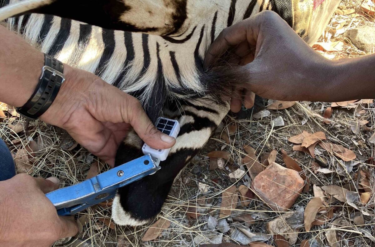 Kruger Wildlife Tracking Goes Solar 1 GSatSolar tag scaled e1725981960514 1200x792 (1)