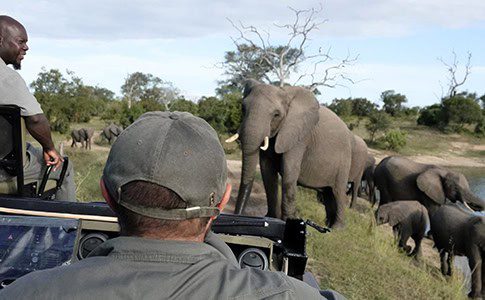 Idube elephant from Scotia