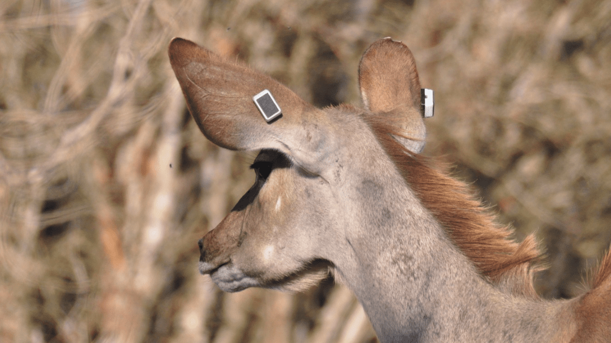Kruger Wildlife Tracking Goes Solar 3 Kudu with solar powered trackers in ears Credit to