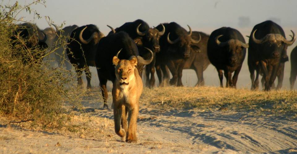 3 Day Malaria Free Safari - Pilanesberg National Park 2 game drives lioness and buffalo pilanesburg
