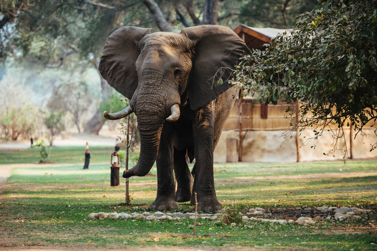 12 Day African Luxury Safari - Luxurious Zambia & Madagascar - South Africa 57 time tide chongwe river camp wildife elephant time and tide zamibia