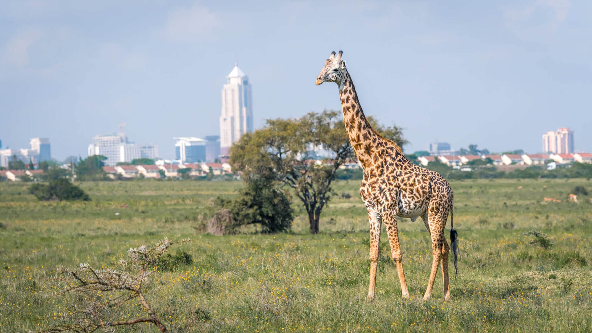 10 Day Highlights of Kenya Fly-In Luxury Safari - Sabi Sands Lodges Reservations 2 Asilia Africa Destinations Nairobi giraffe