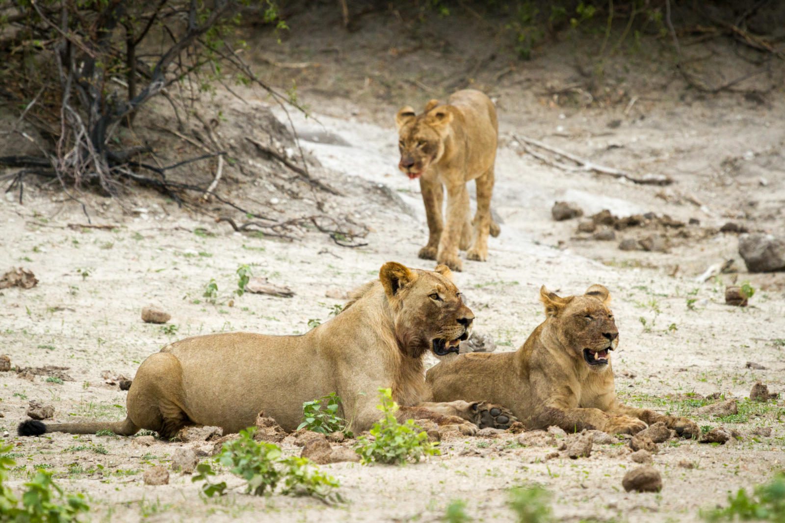 16 Day Southern Africa - The perfect holiday for couples & families 207 Chobe Game Lodge 0905