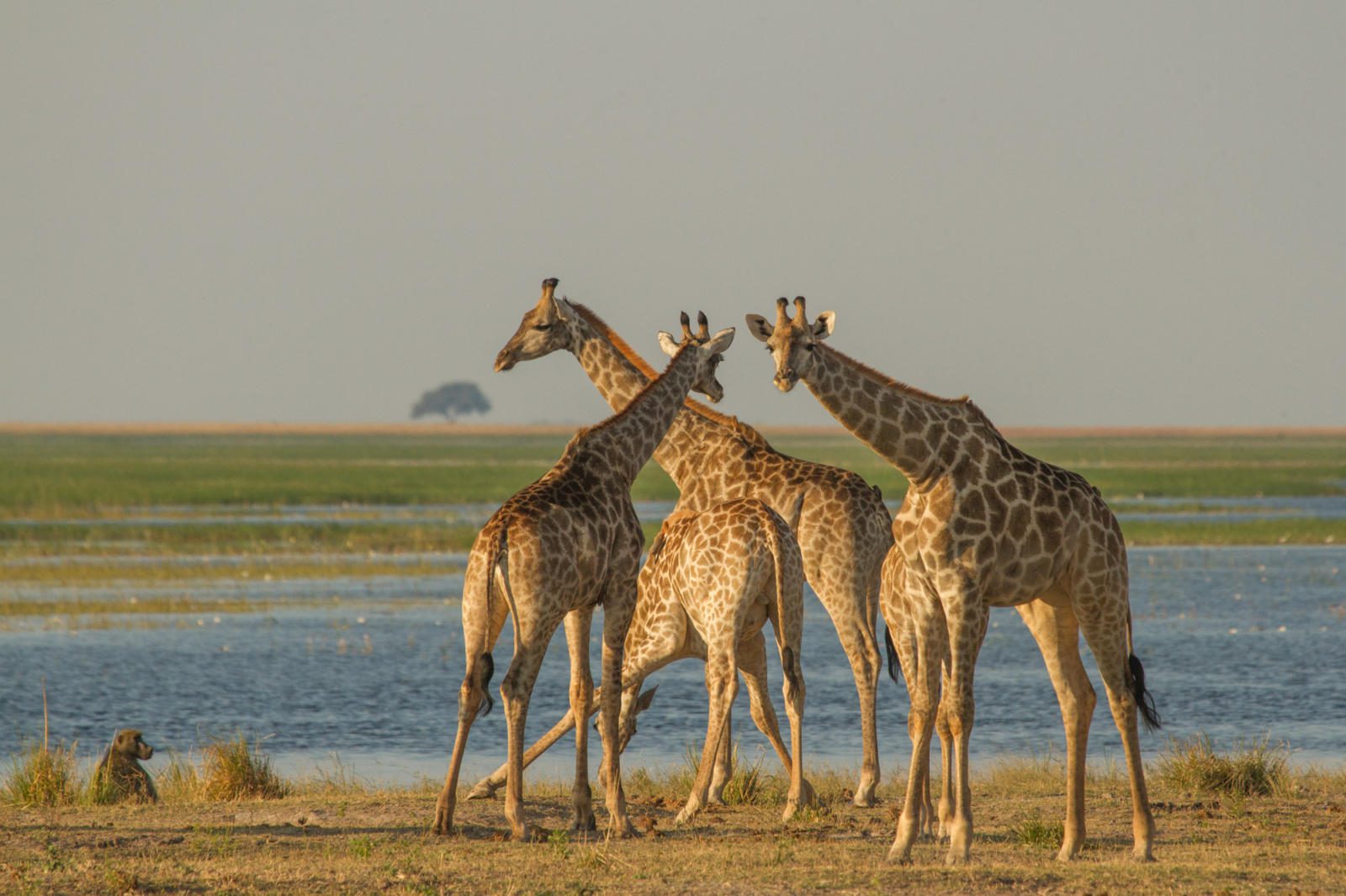 16 Day Southern Africa - The perfect holiday for couples & families 206 Chobe Game Lodge 3676