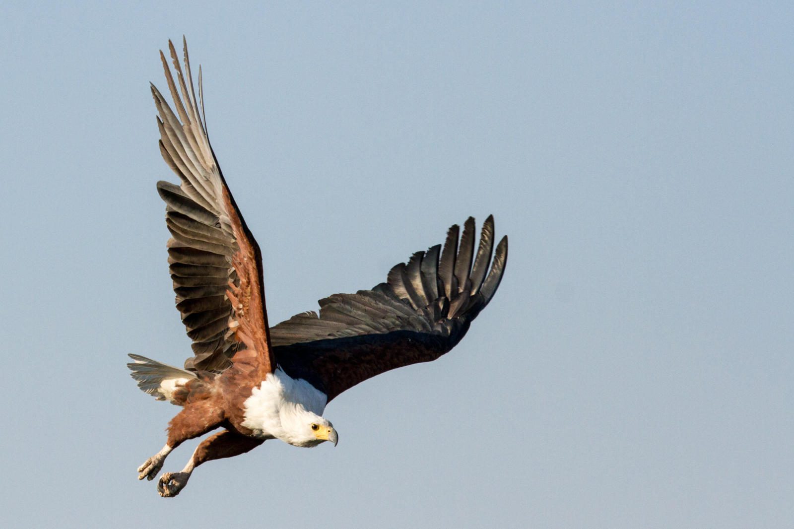 16 Day Southern Africa - The perfect holiday for couples & families 208 Chobe Game Lodge Wildlife 7724