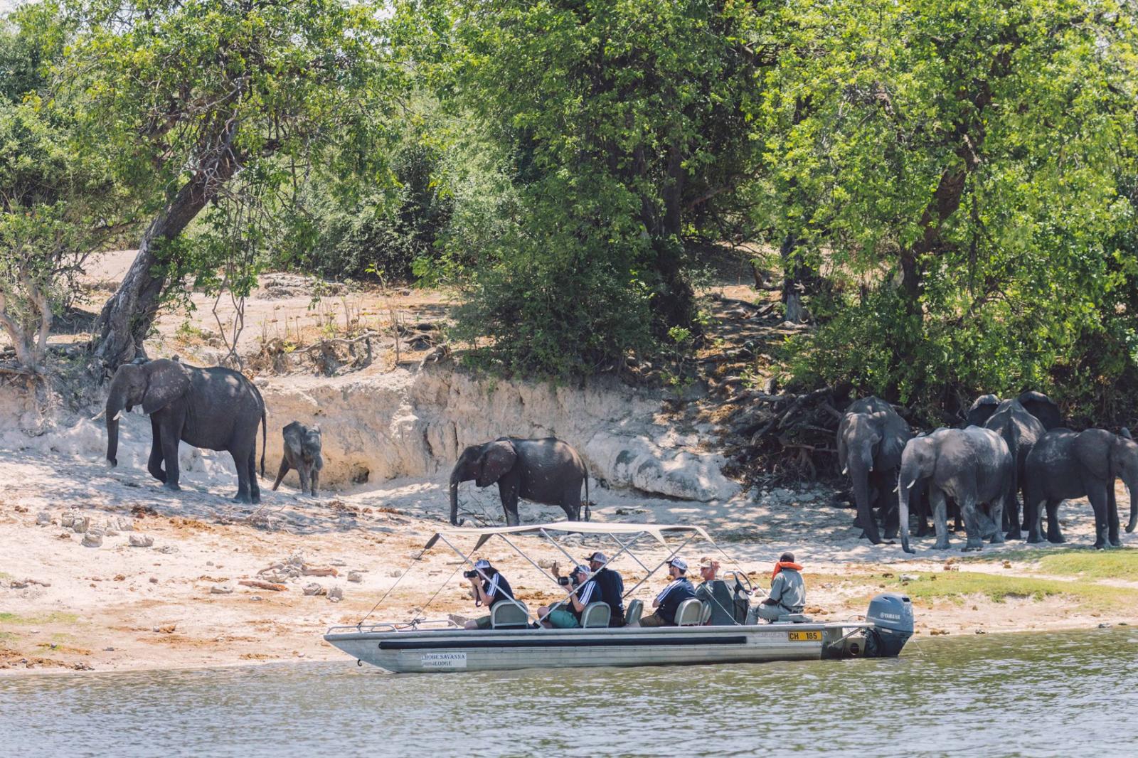 16 Day Southern Africa - The perfect holiday for couples & families 209 Chobe Riverfront Elephants BOat